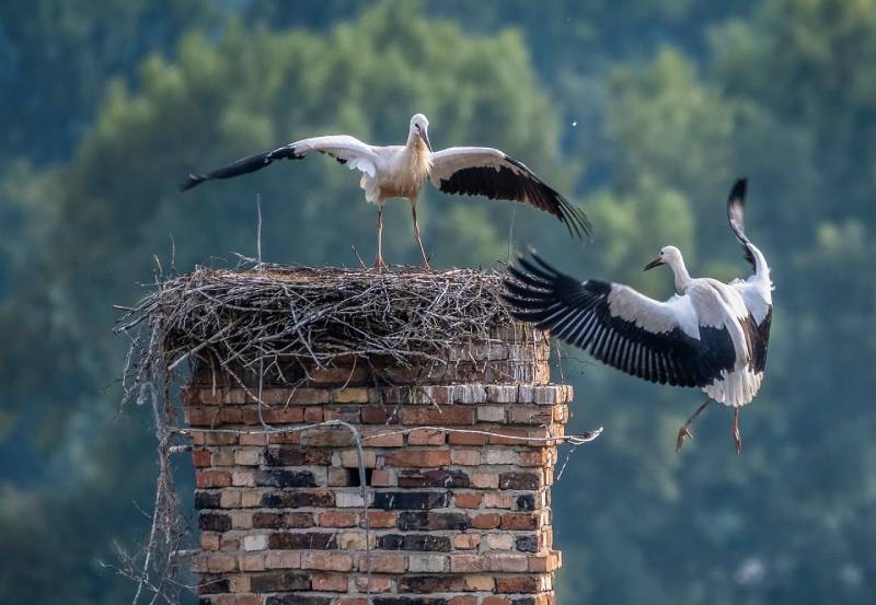 Expert Chimney Animal Removal in Severna Park, MD Professional Chimney Animal Removal Services in Severna Park, Maryland