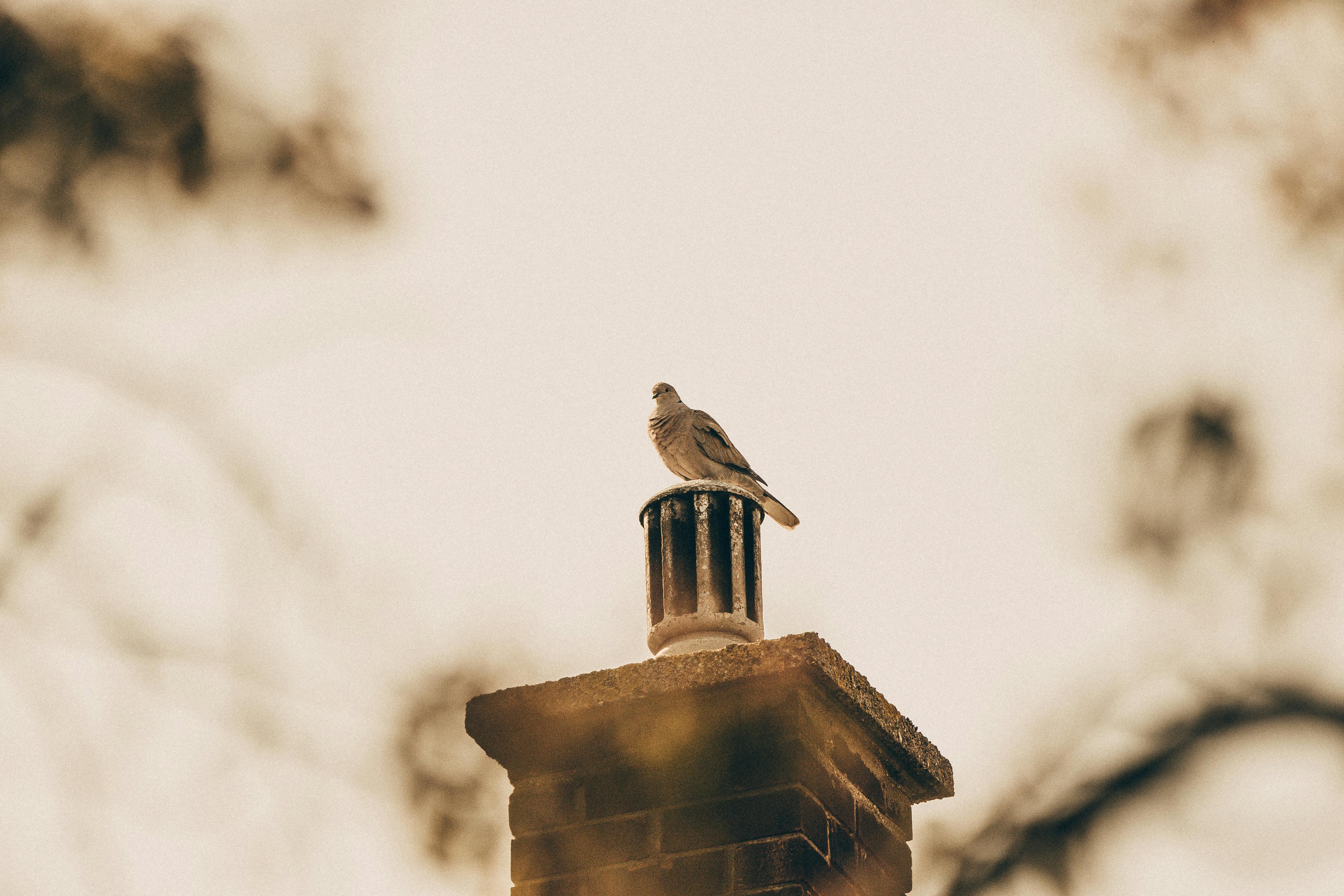 Quality Chimney Caps and Dampers Installation in Severna Park, MD Professional Chimney Cap and Damper In Severna Park Maryland